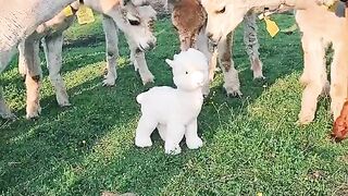 Funny Animal - Best Of The 2021 Funny Animal Videos - TRY NOT TO LAUGH!