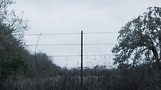 Белохвост ( трейлер) 2021