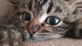 Сборник котиков