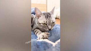 СМЕШНЫЕ КОШКИ 2021 И ДРУГИЕ ЖИВОТНЫЕ