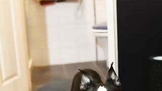 Funny Dog - Best Of The 2021 Funny Dog Videos - TRY NOT TO LAUGH!