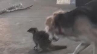 Animal Kingdom Odd Couples