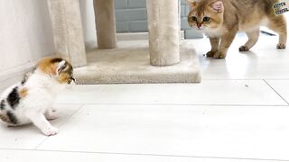 Папа кот знакомится с котенком Коко
