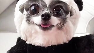 Funny Puppy - Best Of The 2021 Funny Dog Videos - TRY NOT TO LAUGH!