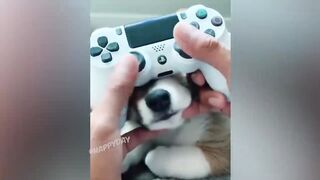 СМЕШНЫЕ ЖИВОТНЫЕ 2021/ЛУЧШИЕ ПРИКОЛЫ С КОТАМИ