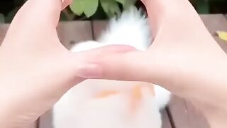 Cute little cats