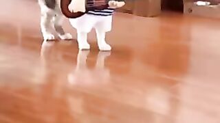 Cat prikol