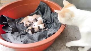 the mother cat carries the kittens and hides them inside a paper box