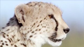 OMG! Hyenas Really Want To Save Impala From Leopard Hunting – King Hyena Steal Prey of Leopard