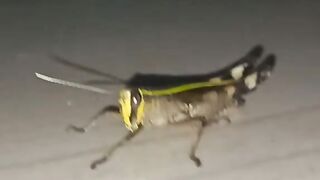 Animal video