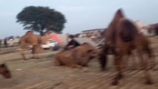 Camels ????