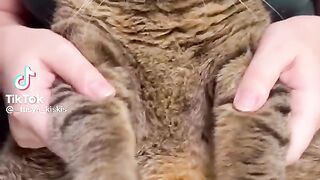 Cute Cat