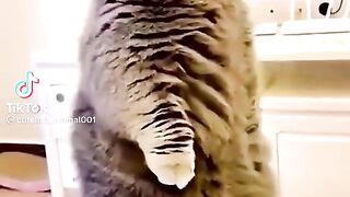 Funny Cats