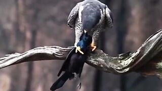 Eagle Catch Food And Eating