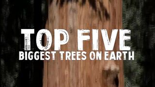 Top 5 BIGGEST Trees on Earth