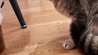 Funny Cat Talking