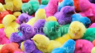 Cute chicken