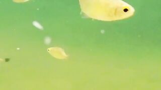 islamic hadees mubarak  videos