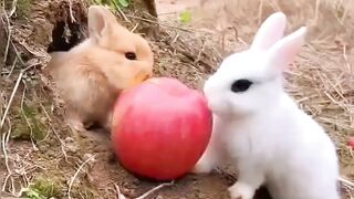 #ManiRelaxation #animals #animal #eating #nature #vlogs #shorts