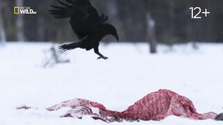 Волк против медведя. Документальный фильм