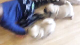 Pug chase.
