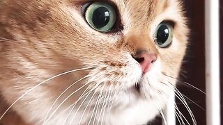 Funny cat was talking
