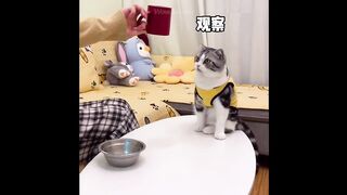 animals that will make u laugh