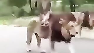 New funny videos latest 2023