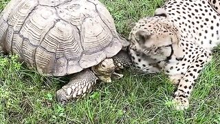 Cheetah named Tuesday and a tortoise named Penzi are best friends...