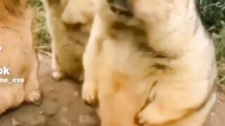 Shuba