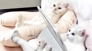 cute cats assa