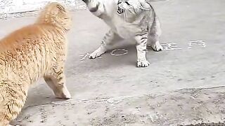 Angry ???? cats
