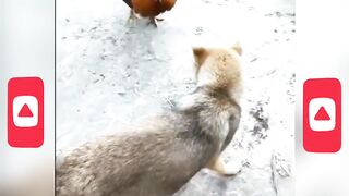 Dog & Chicken Funny Fight ???????????? #shorts (1080p).