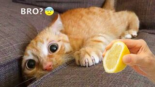 Funny Dogs and Cats ???????????? Funny Compilation | Watch this Try not to Laugh