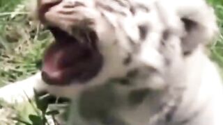 Tiger Interesting info