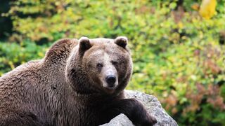 Bear  amazing and beautiful scene