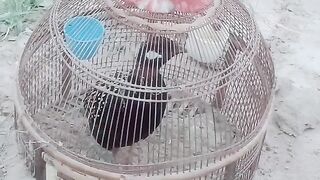 Black francoline bird