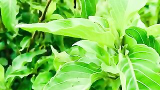 Natural Beauty Green Valley Pakistan