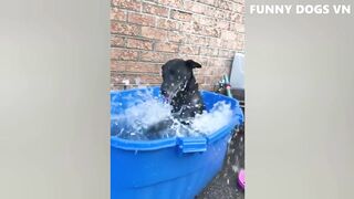 Funniest Animals Video - Funny Dogs And Cats - Try Not To Laugh Animals 2023