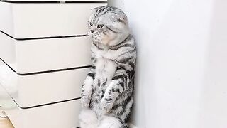 Cat now oops
