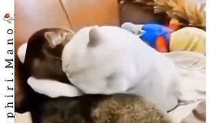 New katest funny video 2023