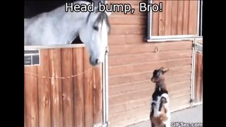 Funny clip