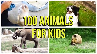 Animals for kids to learn - 100 Animals for kids, toddlers and babies...