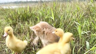 The duckling followed the kitten closely and finally slept with the kitten! difficult process