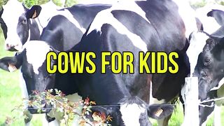 COW VIDIOS FOR KIDS - Facts about Cows for childern, preschoolers and kindergarten