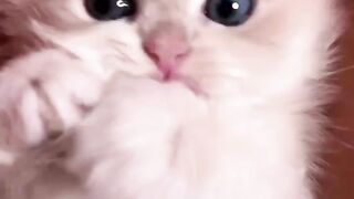 Kitten love