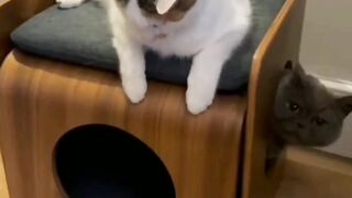 Cat escape