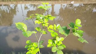 Plantation on canal bank