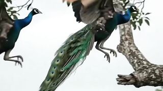 🦚 Pavão — O Mestre da Modéstia