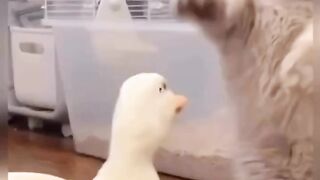 Cat and duckling fighting